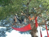 arbre-05.jpg
