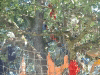 arbre-06.jpg