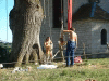 arbre-07.jpg