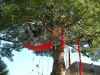 arbre-19.jpg