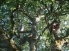 arbre-21.jpg