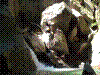 cugnasco-09.jpg