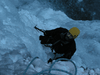 glace-10.jpg
