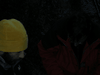 glace-12.jpg